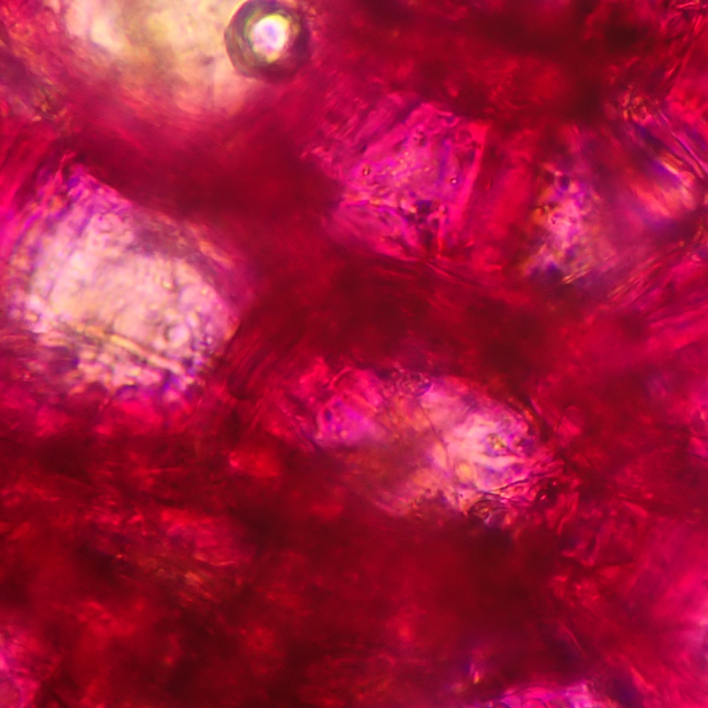 Innovación de Sensibio AR+ con tecnología Rosactiv 2.0