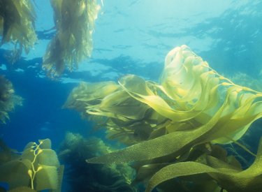 Protector solar seguro para algas marinas
