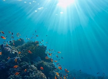 Protector solar seguro para arrecifes de coral