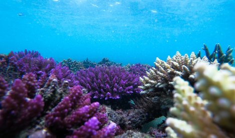 Fondo del mar con corales